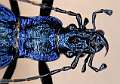 Carabus intricatus 2